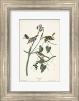 Framed Pl. 153 Yellow-rump Warbler