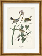 Framed Pl. 153 Yellow-rump Warbler