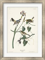 Framed Pl. 153 Yellow-rump Warbler