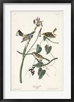 Framed Pl. 153 Yellow-rump Warbler