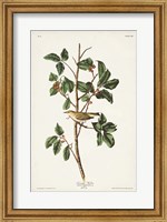 Framed Pl. 154 Tennessee Warbler