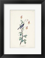 Framed Pl. 155 Black-throated Blue Warbler