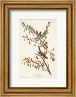 Framed Pl. 188 Tree Sparrow