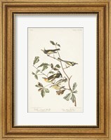 Framed Pl. 414 Golden-winged Warbler