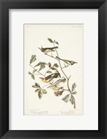 Framed Pl. 414 Golden-winged Warbler