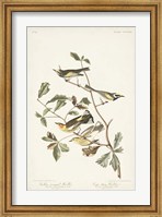 Framed Pl. 414 Golden-winged Warbler