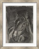 Framed Charcoal Horse Study on Grey II