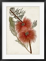 Framed Bottle Brush Flower I