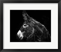 Framed Donkey Portrait I