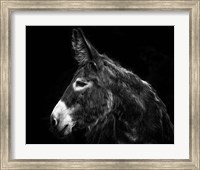 Framed Donkey Portrait I