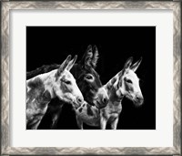 Framed Donkey Portrait II