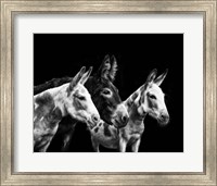 Framed Donkey Portrait II