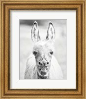 Framed Donkey Portrait IV