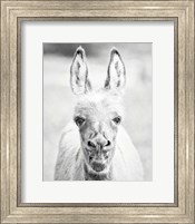 Framed Donkey Portrait IV