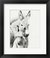 Framed Donkey Portrait V