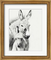 Framed Donkey Portrait V