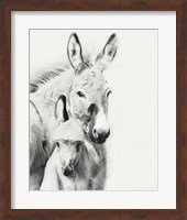Framed Donkey Portrait V