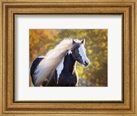 Framed Golden Lit Horse III