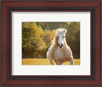 Framed Golden Lit Horse IV
