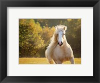 Framed Golden Lit Horse IV