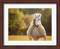 Framed Golden Lit Horse IV