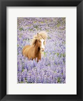 Framed Horse in Lavender I
