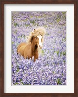 Framed Horse in Lavender I