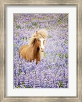 Framed Horse in Lavender I