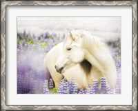 Framed Horse in Lavender III
