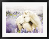 Framed Horse in Lavender III