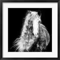 Framed Black and White Horse Portrait I