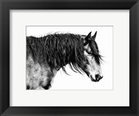 Framed Black and White Horse Portrait III