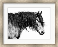 Framed Black and White Horse Portrait III