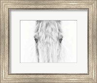 Framed Black and White Horse Portrait IV