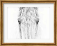 Framed Black and White Horse Portrait IV