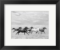 Framed Horse Run I