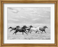 Framed Horse Run I