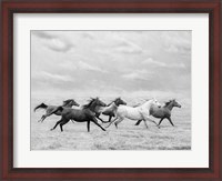 Framed Horse Run I