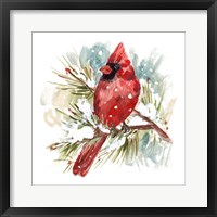 The Cardinal II Framed Print