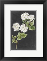 Framed Dramatic White Flowers II