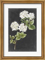 Framed Dramatic White Flowers II