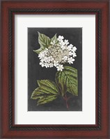 Framed Dramatic White Flowers III
