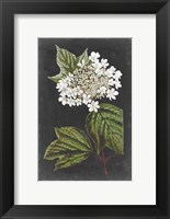 Framed Dramatic White Flowers III