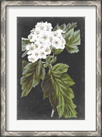 Framed Dramatic White Flowers IV