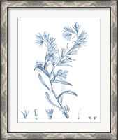 Framed 'Antique Botanical in Blue II' border=
