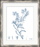 Framed Antique Botanical in Blue II