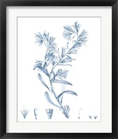 Framed 'Antique Botanical in Blue II' border=
