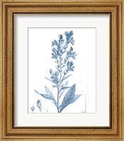 Framed Antique Botanical in Blue III