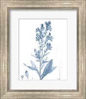 Framed Antique Botanical in Blue III