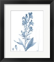 Framed Antique Botanical in Blue III